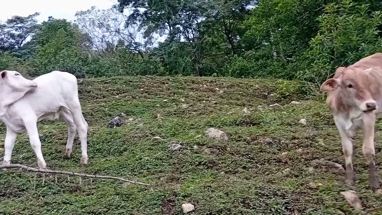 Fui a ver a los becerritos