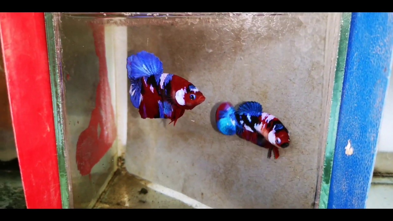 Settingan indukan galaxi koi multicollor