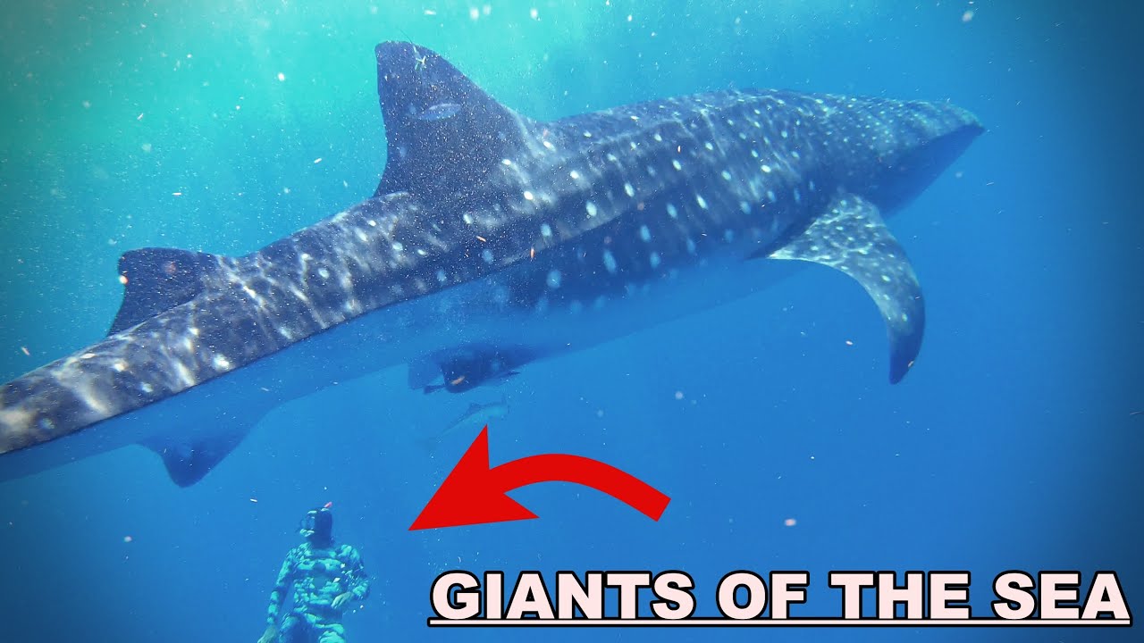 Free Diving with Giant Whale Sharks.