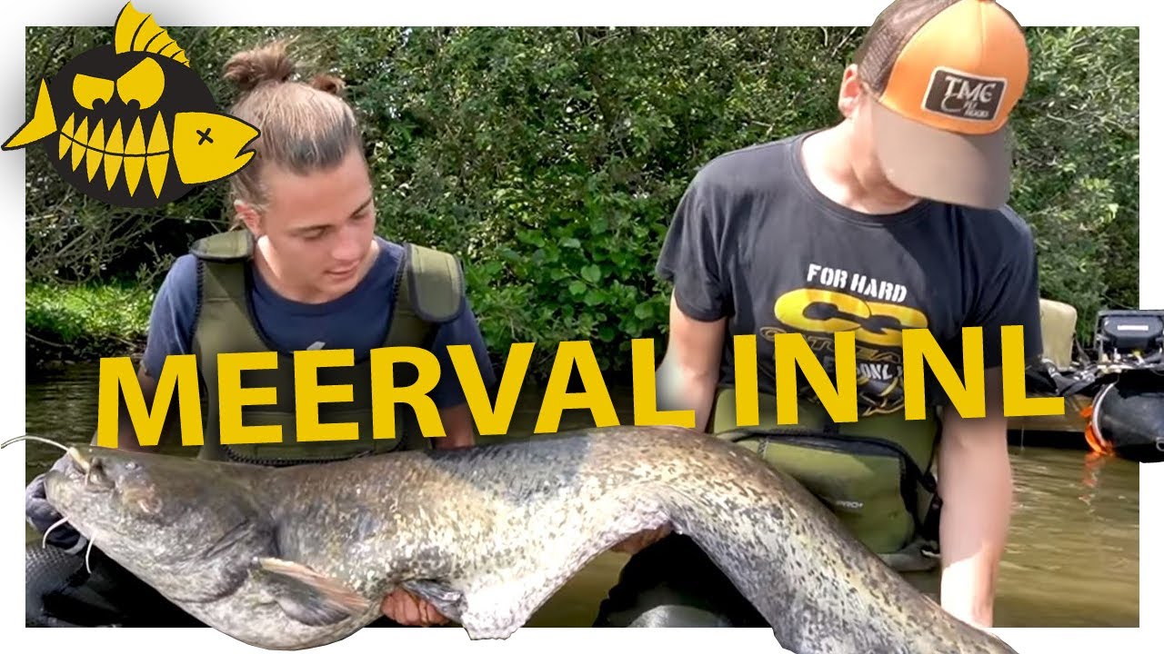 Zo vang je meerval in Nederland - Op zoek naar de grootste zoetwatervis van de Benelux
