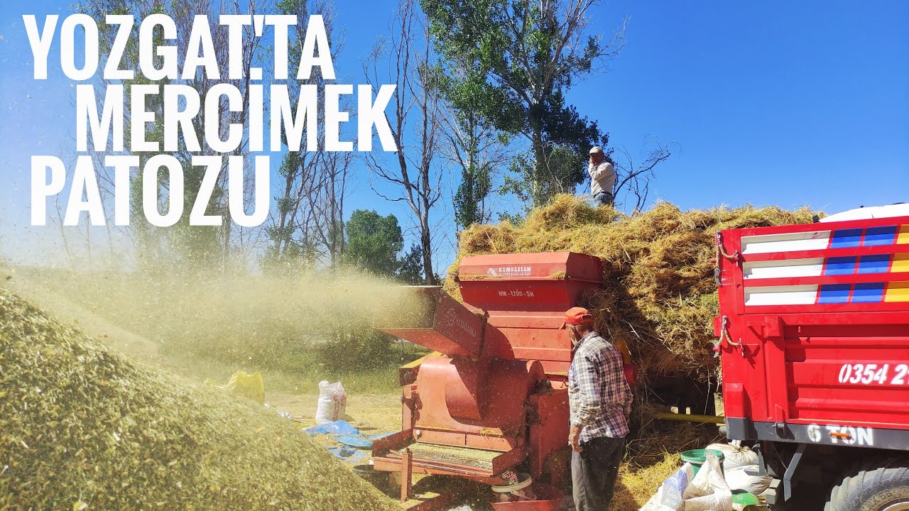 BOZKIRDA  MERCİMEK HASADI SONRASI PATOZ ATILIYOR