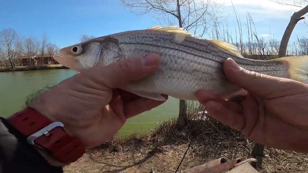 Perget&eacute;s a gy&aacute;li S&oacute;s-t&oacute; Sporthorg&aacute;sz tavon / Striped Bass & Pike fishing on the lake