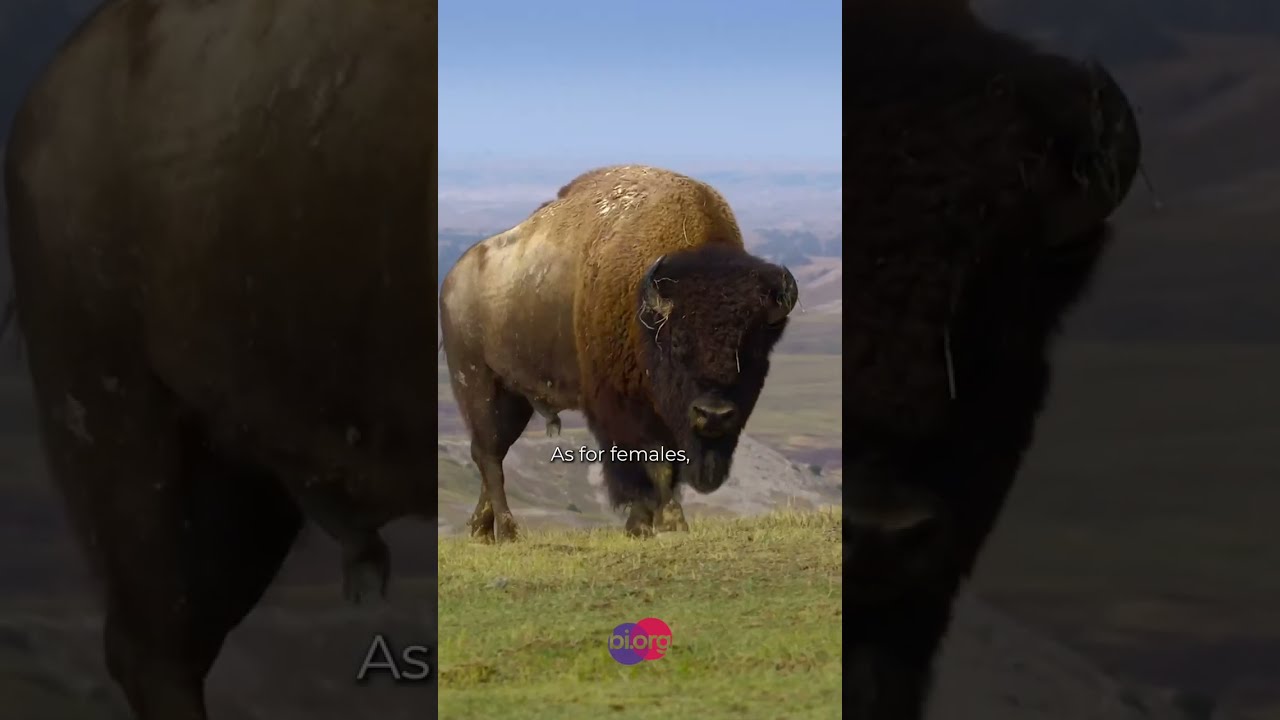 Putting the Bi in Bison