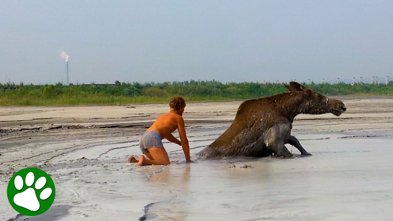 Giant moose stuck in mud gets dramatic rescue