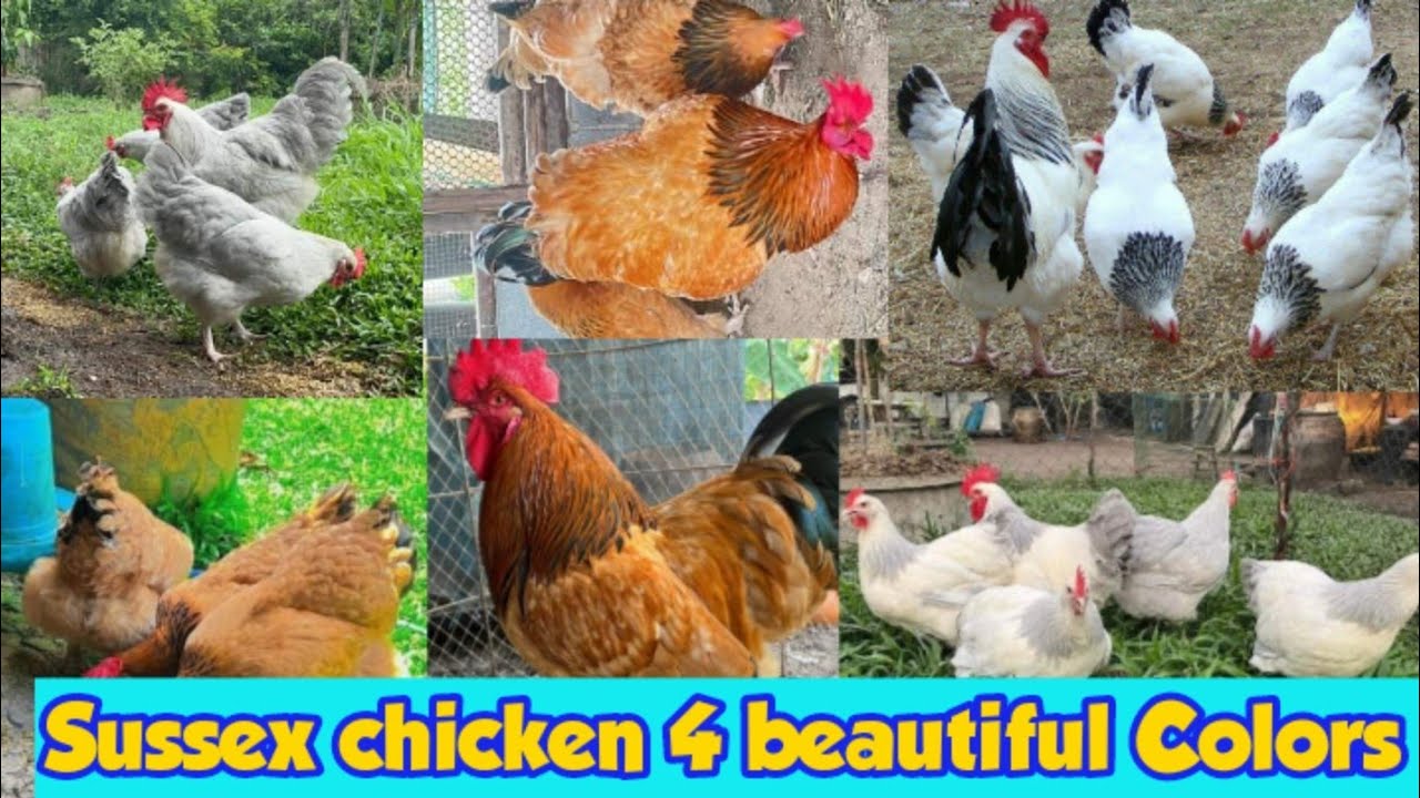 Sussex chicken 4 beautiful Colors | buff Sussex | coronation Sussex | lavender Sussex |Light Sussex