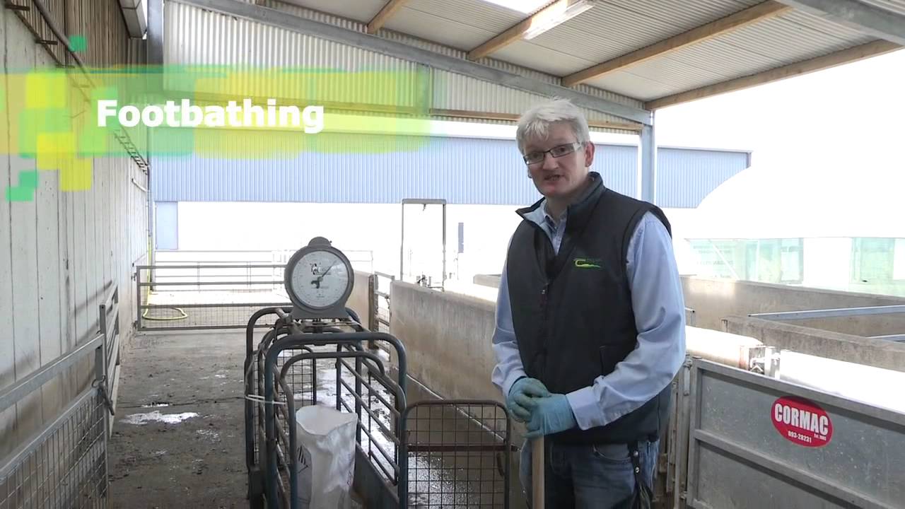 Teagasc - Lameness in Sheep