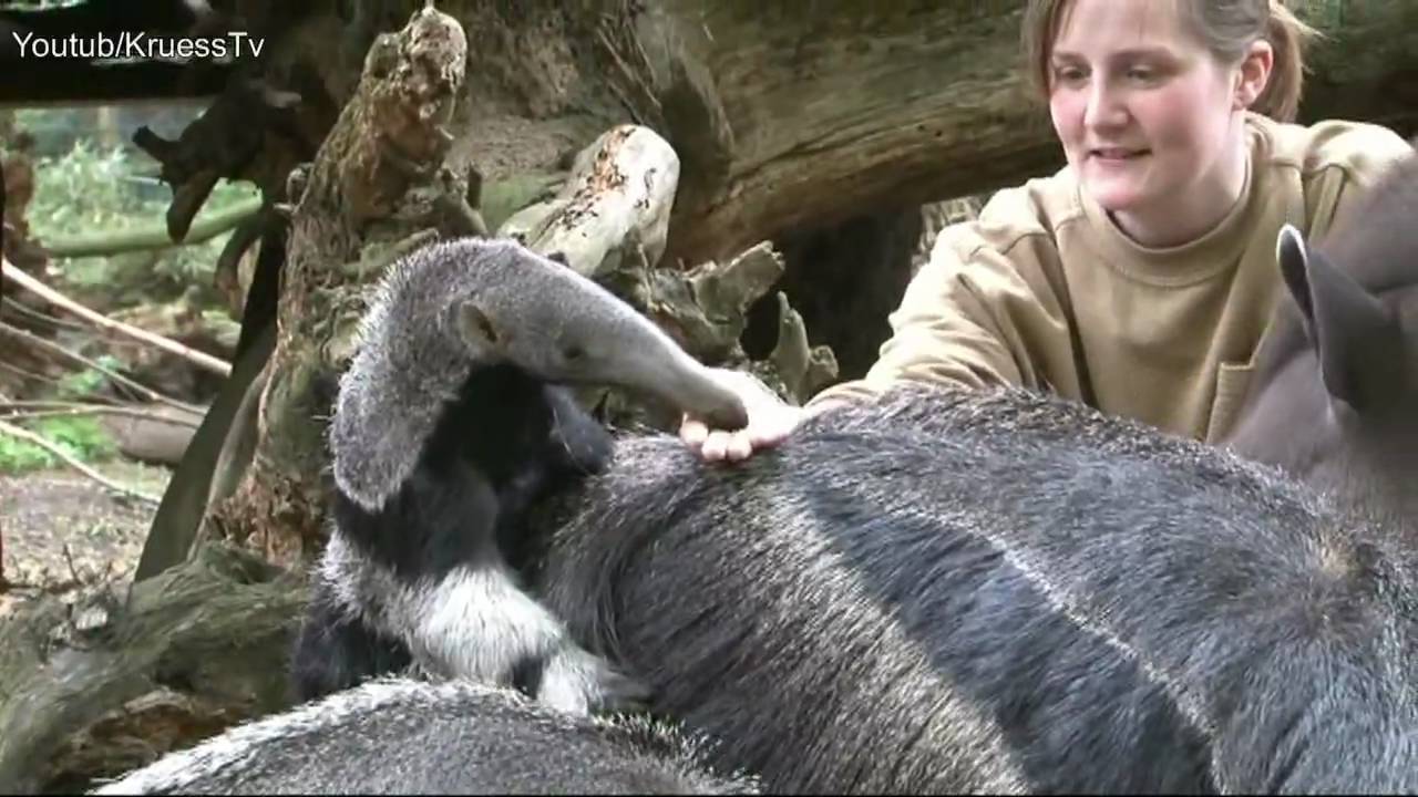 Zoo Duisburg Ameisenbär Baby