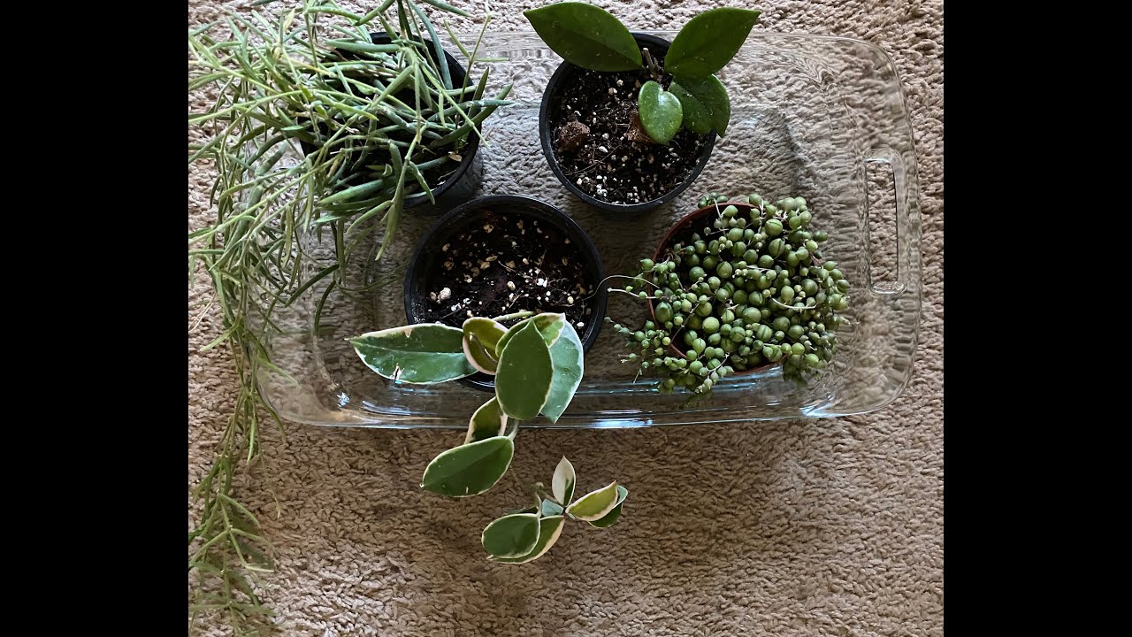 How to Bottom Water Plants | Bottom Watering Tips and Tricks