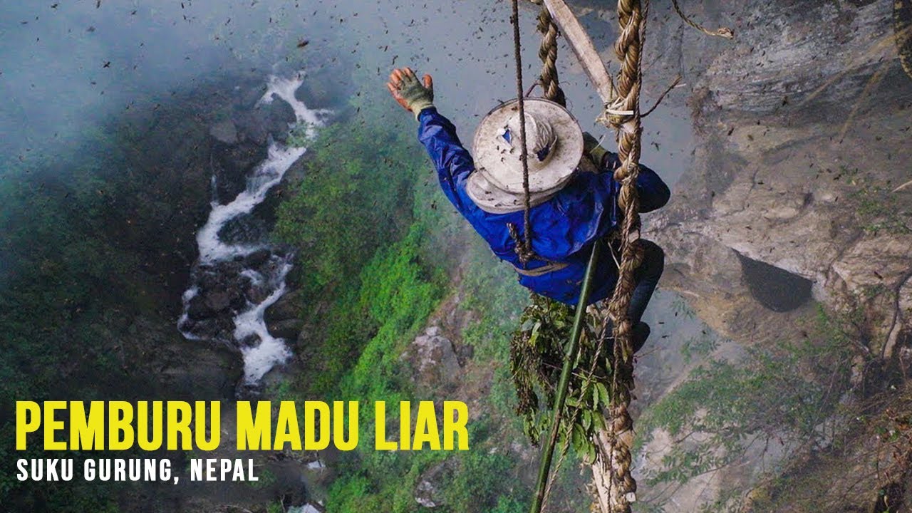 Pemburu Madu Gila Di Tepi Tebing Yang Membuat Orang Berhalusinasi