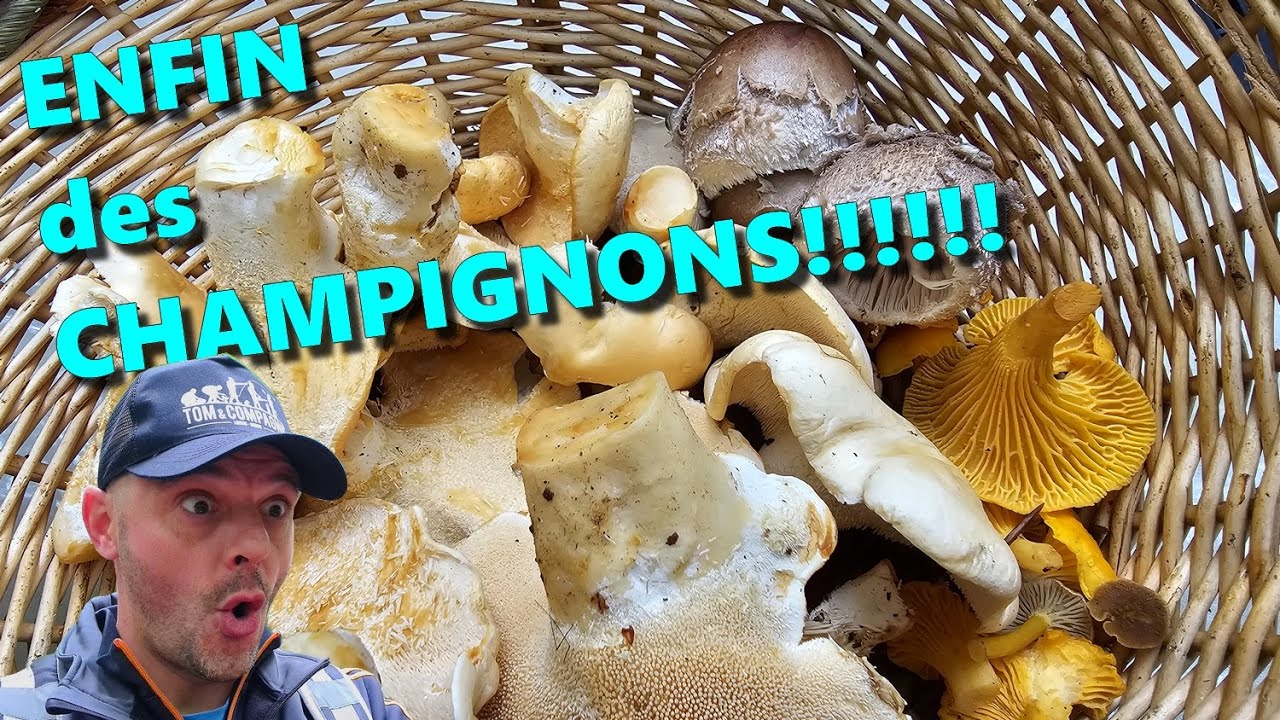 [CHAMPIGNONS] ENFIN des CHAMPIGNONS!!! 🍄🌳🍄🌲