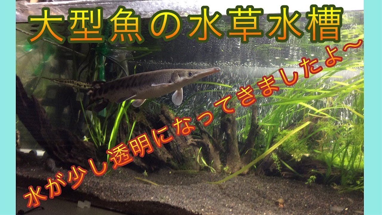 殺菌灯で水綺麗！大型魚水槽の水が少し透明になって来ました