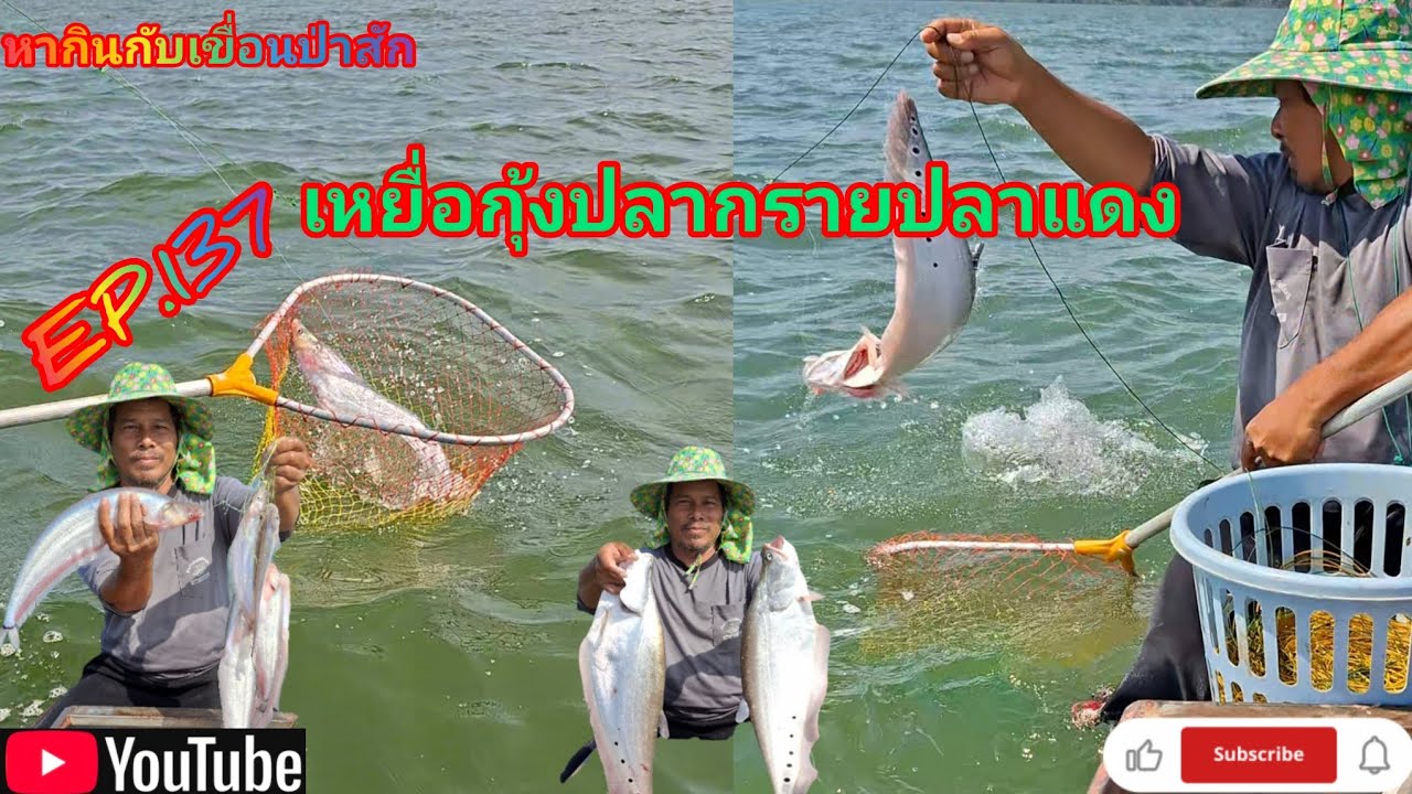 EP.137 เหยื่อกุ้งปลากรายปลาแดง #fishing  #เบ็ดราว #นั่งเรือตกปลา  #หากินกับเขื่อนป่าสัก 