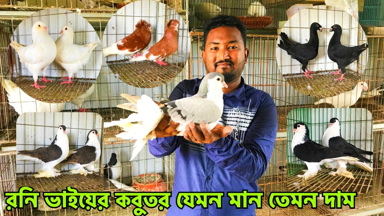 রনি ভাইয়ের মন জুড়ানো কিছু কবুতর | লাহোর, বোম্বাই, বিউটি, শো কিং ও রেসার হোমার | Quality Pigeon #325