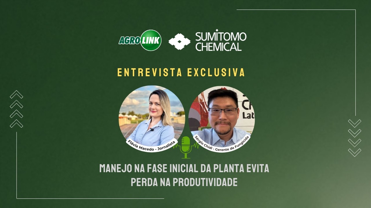 Manejo na fase inicial da planta evita perda na produtividade