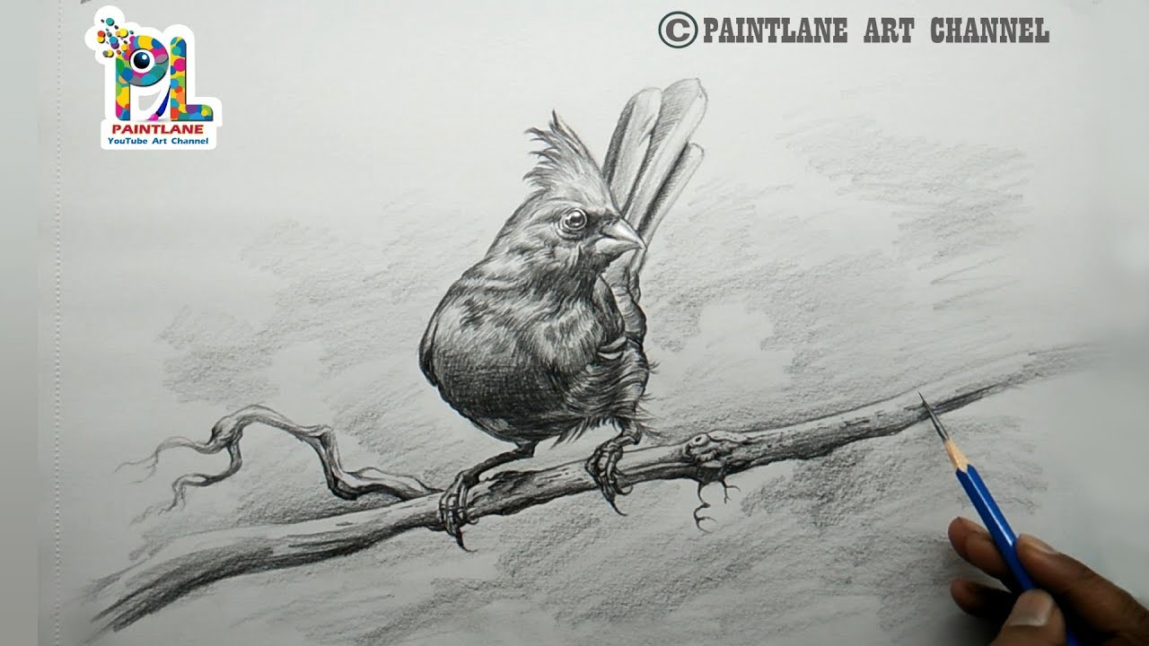How to draw A Cardinal Bird with pencil step by step | Pencil Art