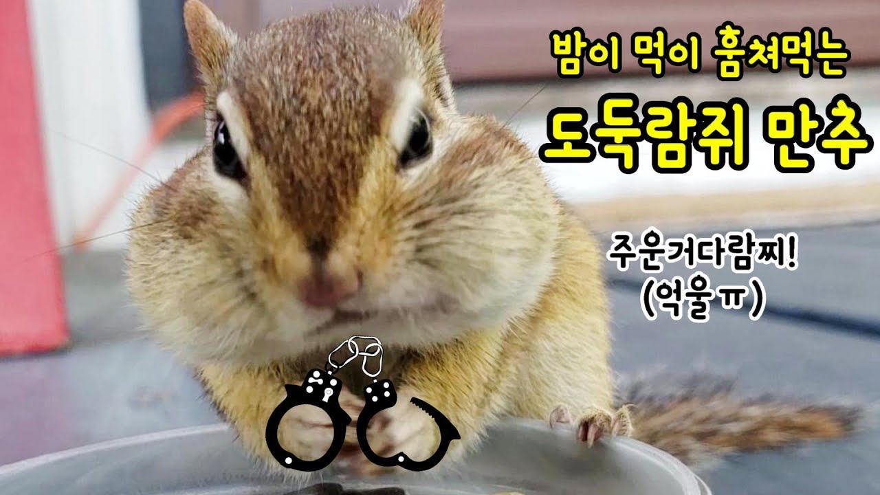 밤이 먹이 훔쳐먹는 도둑다람쥐 만추 Manchu The Chipmunk Thief Stealing Bami's Food
