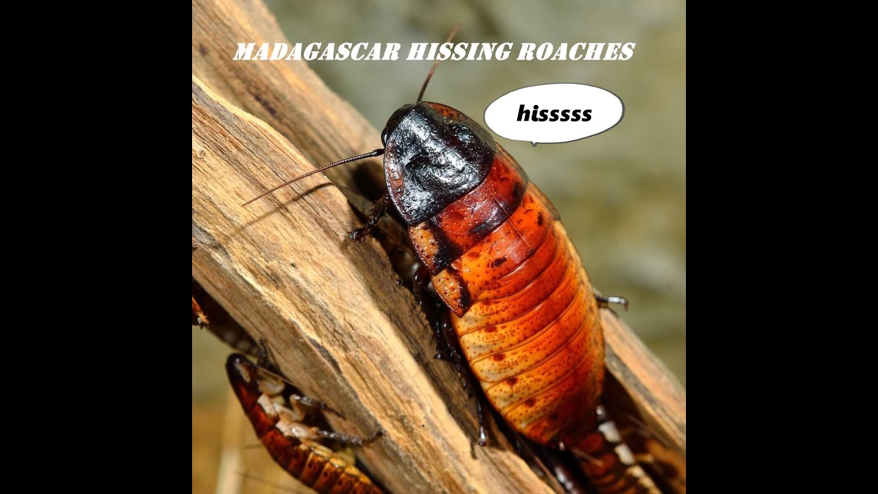 HISSING COCKROACHESSSSSSS BIG MASSIVE ROACH!!!!!!!!!!!