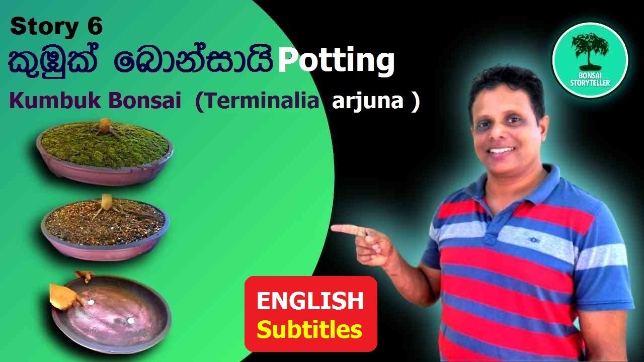 Story 6 -   කුඹුක් බොන්සායි බඳුන්ගත කිරීම (Potting Kumbuk Bonsai -Terminalia arjuna)
