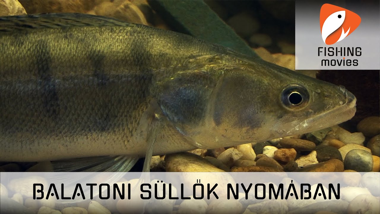 A Balatoni Süllők genetikája