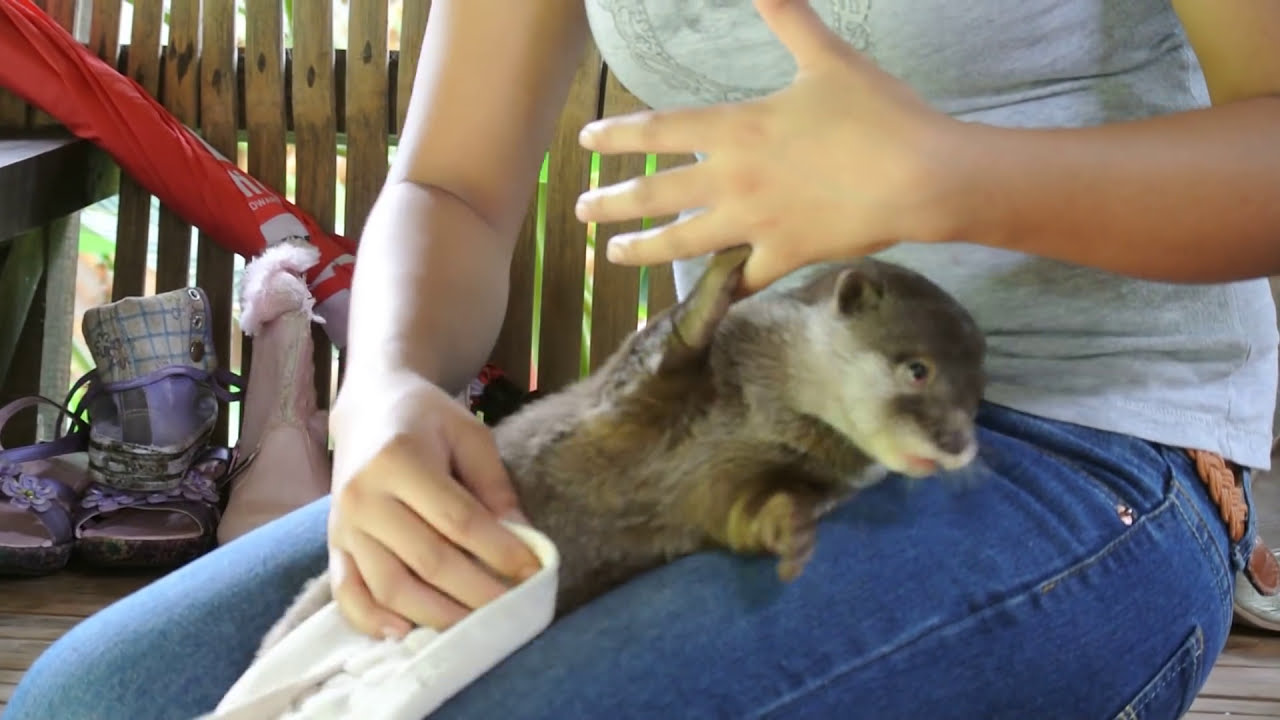 Otter pup makes the cutest sounds! Very funny! But she is annoyed because she wants more fish