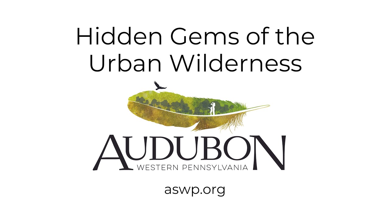 Hidden Gems of the Urban Wilderness
