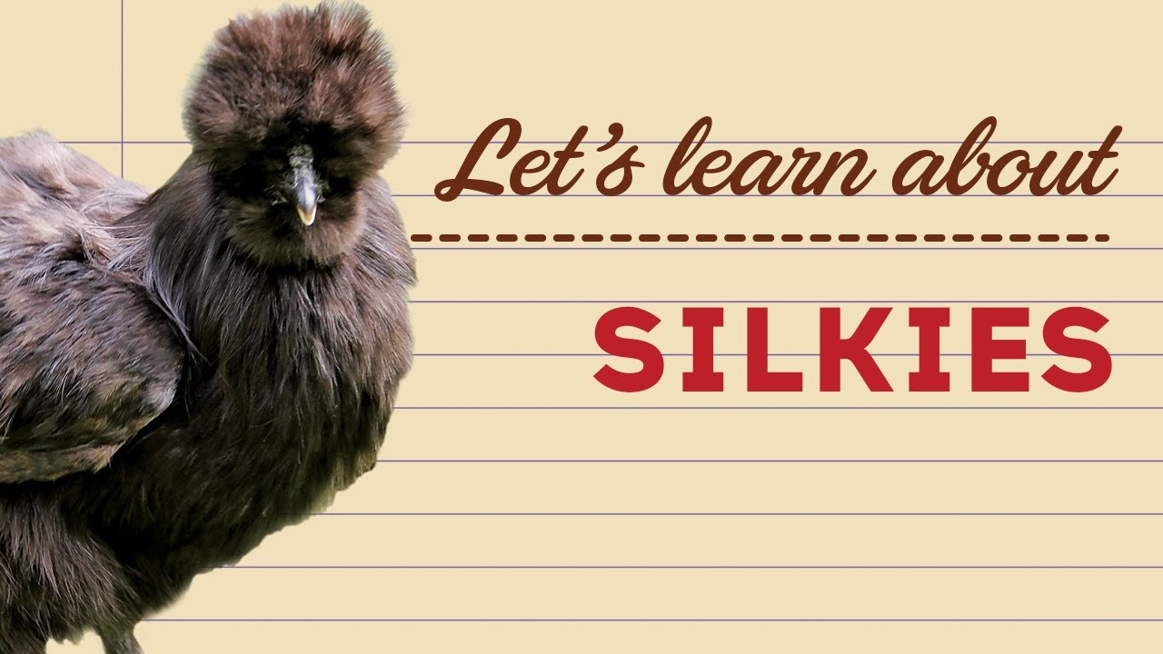 Silkies - Popular Poultry Breeds
