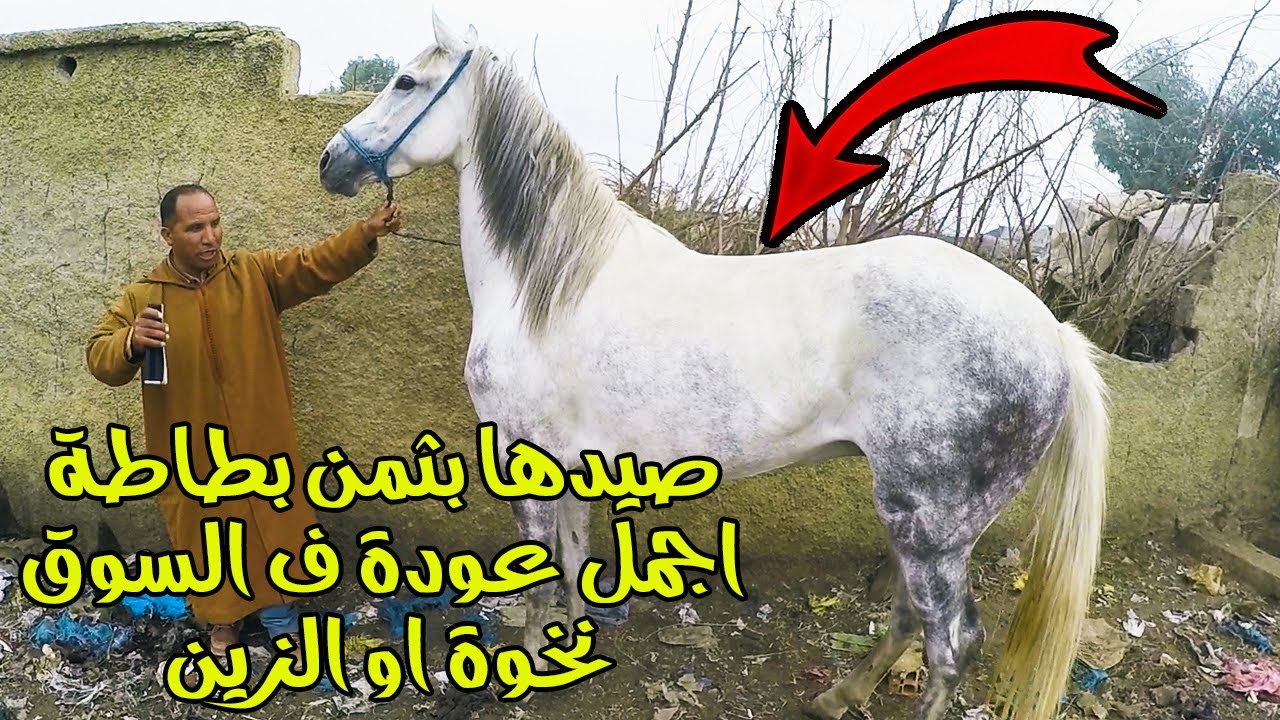 حميد طيكطوك خدا عودة ملكية بكارطة الزرقاء 🔥 العربي طويبة ملك تجارة الخيول شراء عود دهم بسوق الخميسات