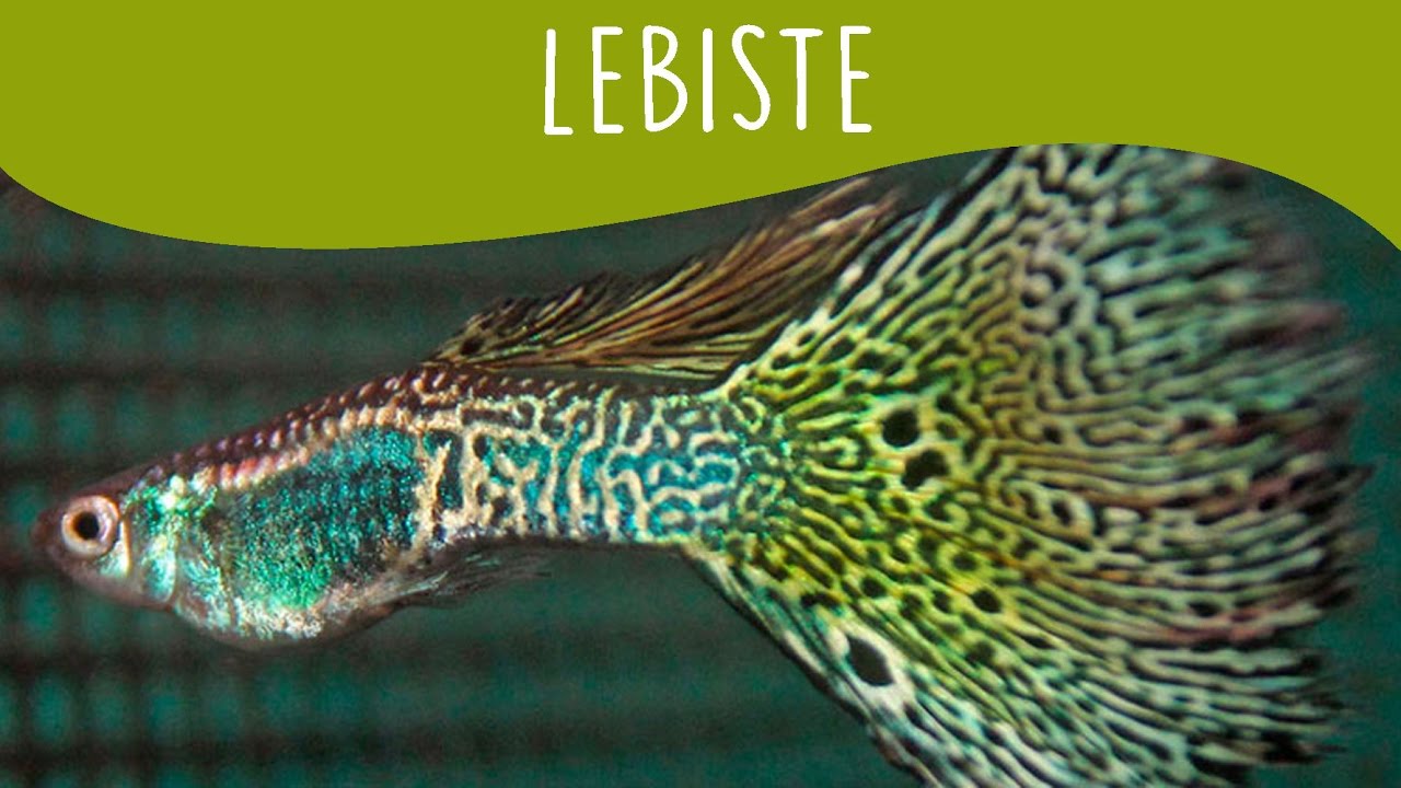 Lebiste / Guppy - Minha Fauna
