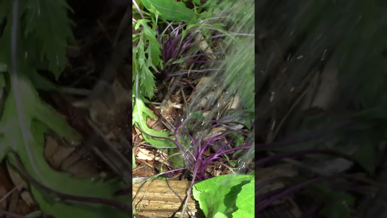 3 Tips For Saving Cold Damaged Plants #shorts