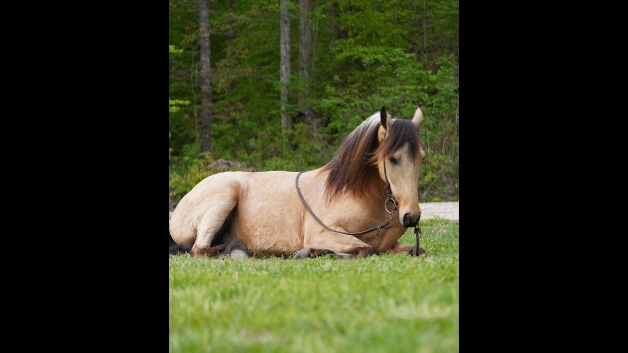 Ruebon Registered Tennessee gelding