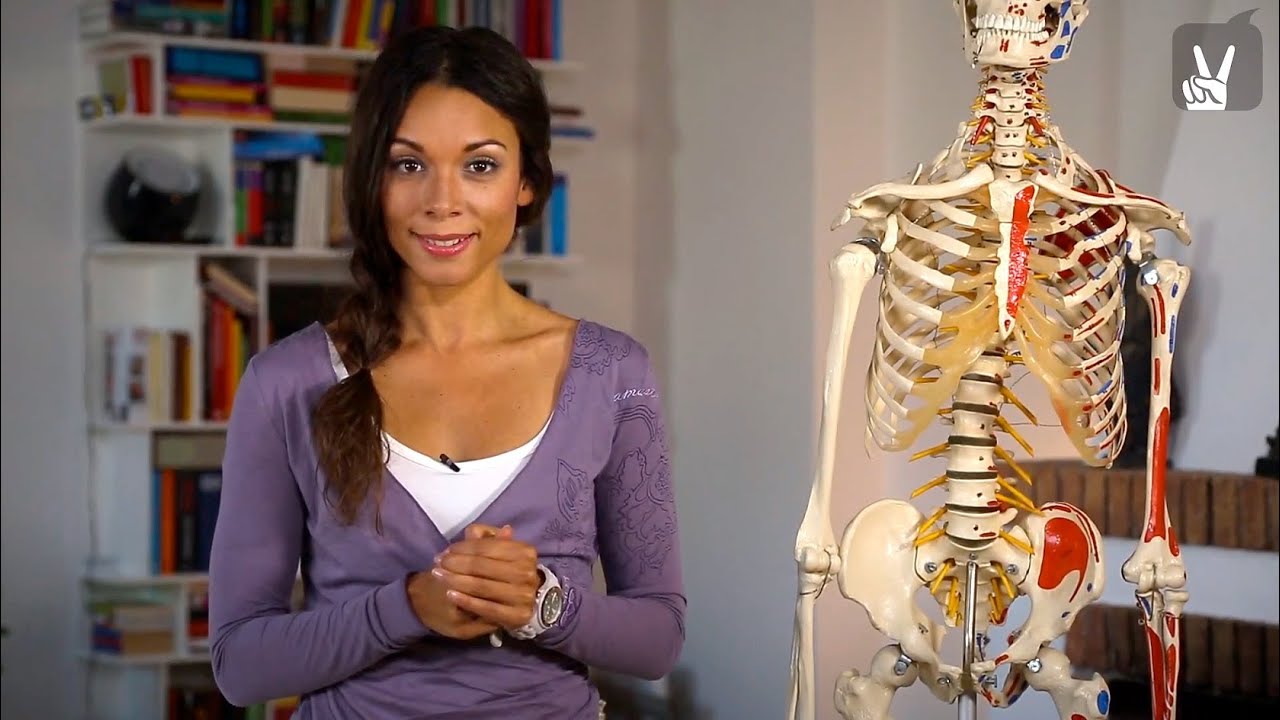 Yoga Anatomie - Playgame: Muskeln