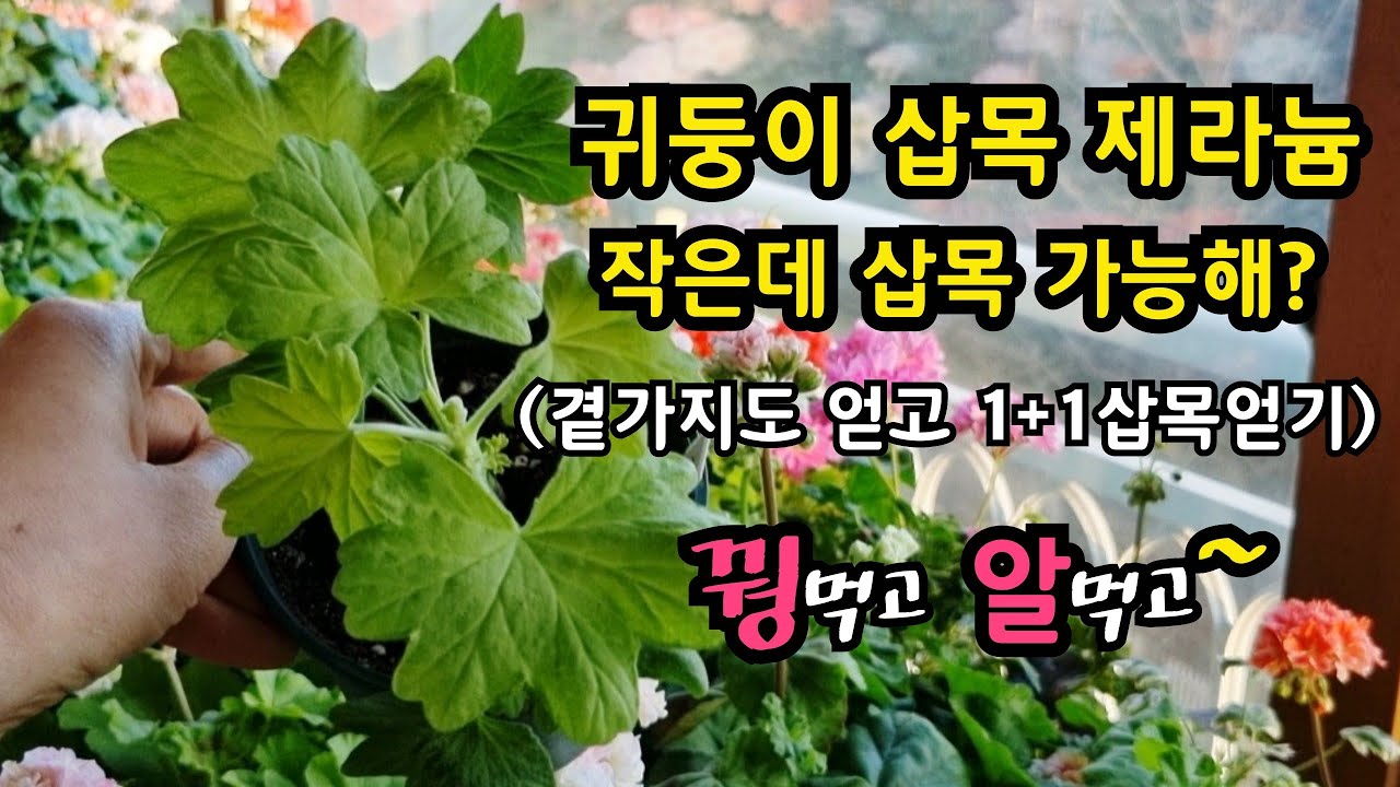 #pelargonium 작은 #제라늄 삽목에서 삽목 하나 더 얻는 방법! #이석이조 #꿩먹고알먹고 (아까운 새순 순집기로 버리지 마세요!)