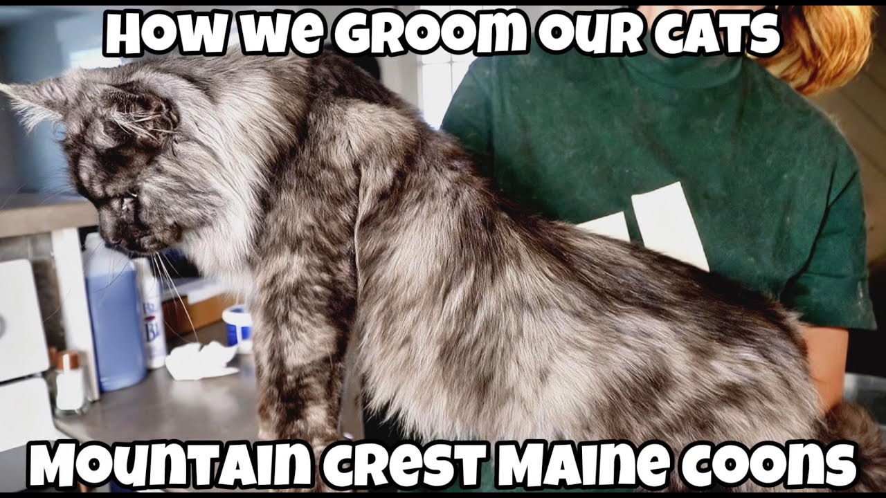 How We Groom Our Cats | Mountain Crest Maine Coons
