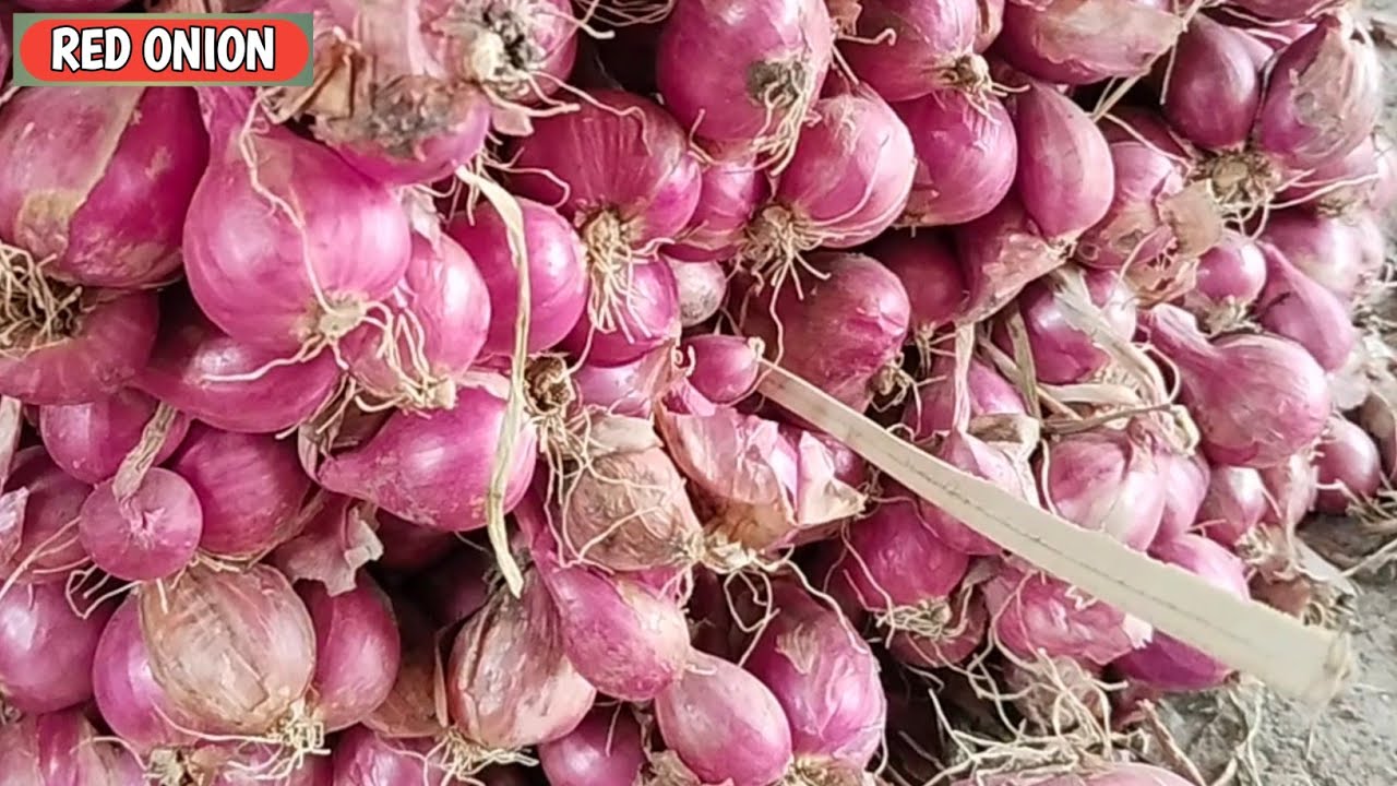 INFO BOLO...!! HARGA BAWANG MERAH HARI INI, KAMIS, 12/2/2026 DI PASAR BAWANG PROBOLINGGO