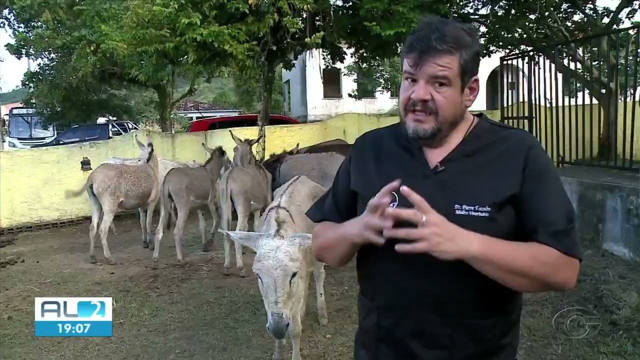 Adote um jumento, em Alagoas: Proteja-os do abate e ajude a preservar a espécie