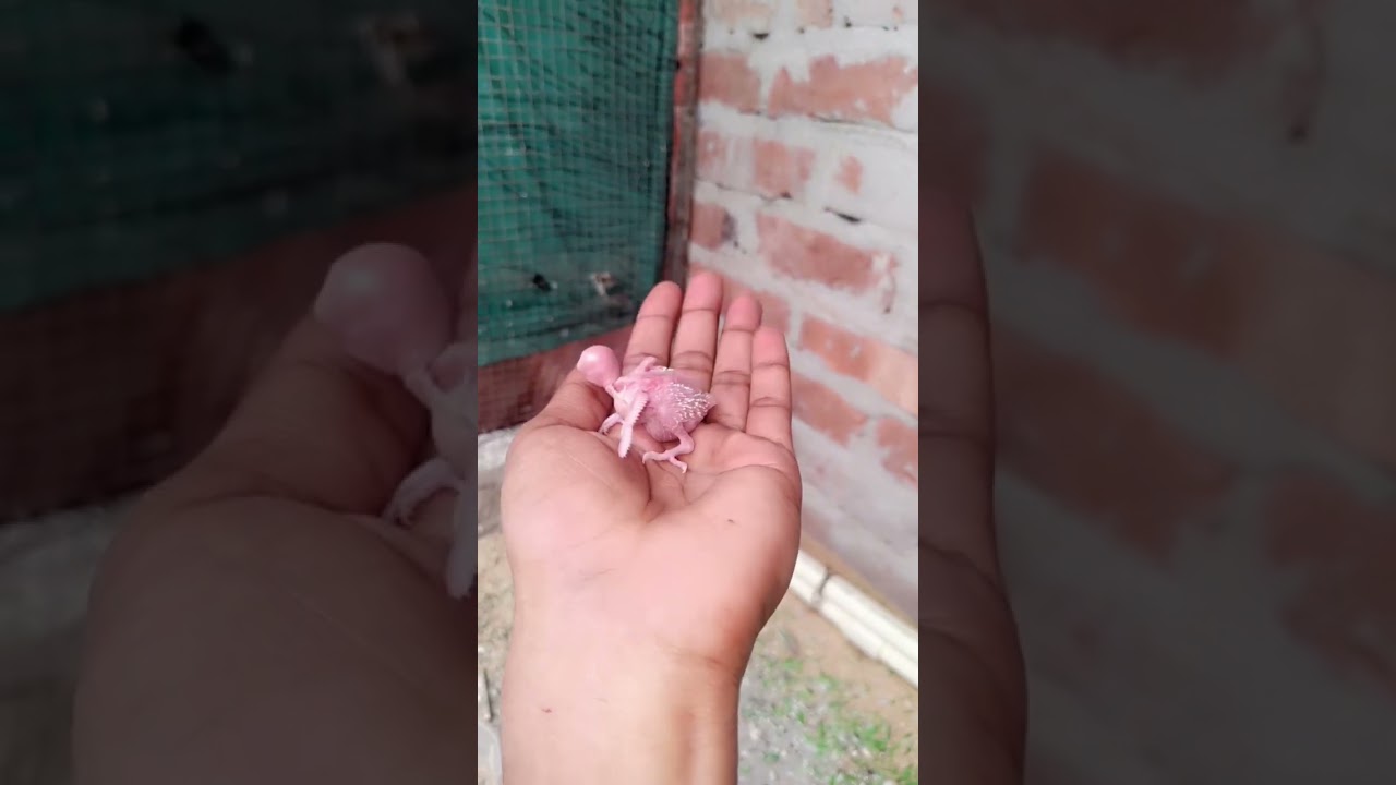 Budjigs 🐥🐣 baby #shorts #budgiebreeding #budgiecolony #budgiecare