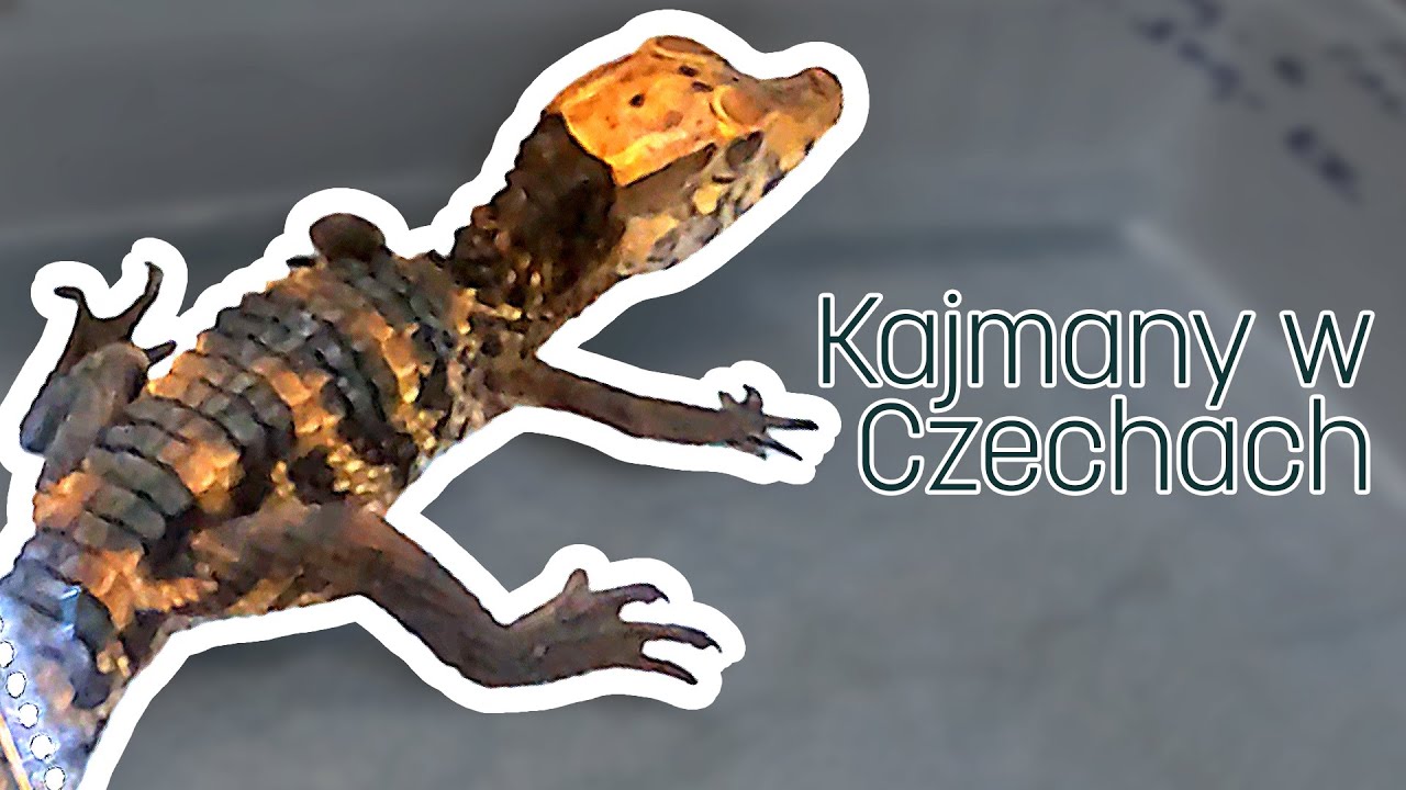 Wycieczka do Czech - BrodatyVlog