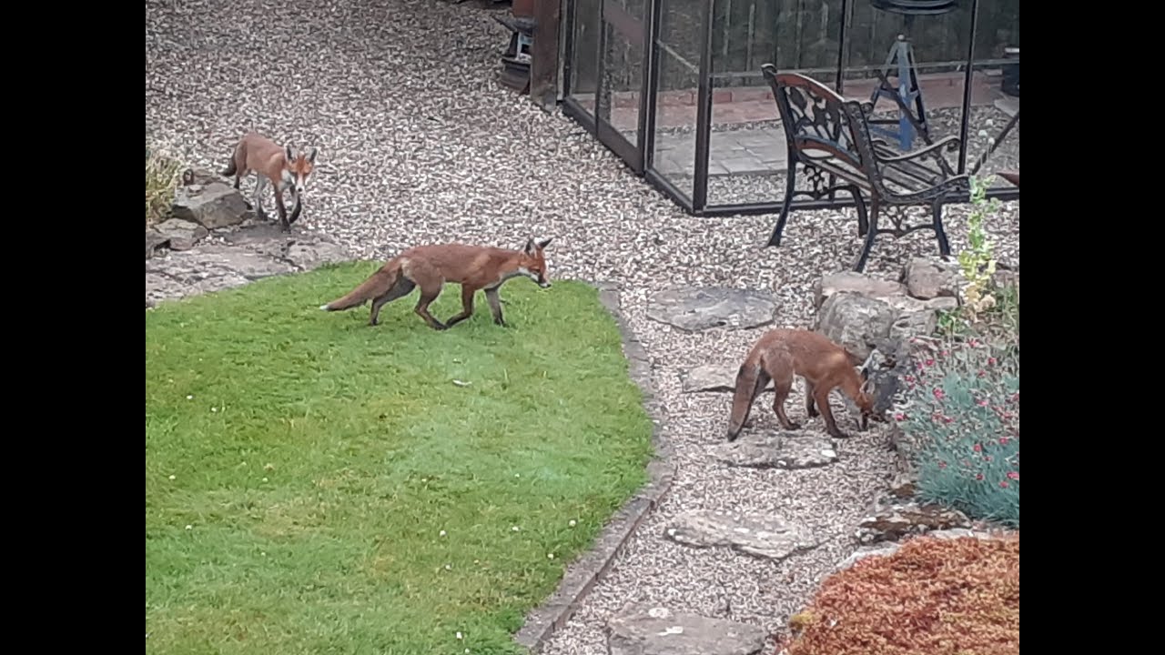 Garden foxes 2024