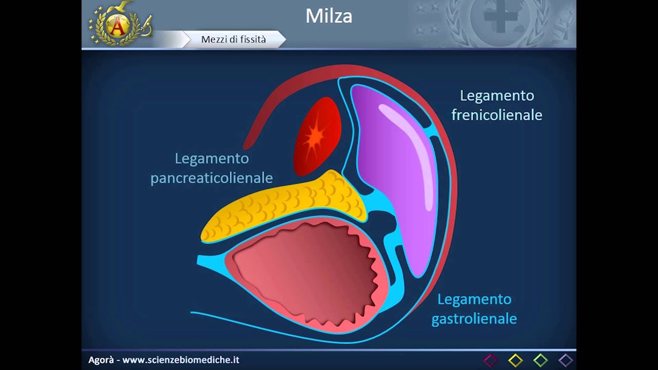 Apparato cardiocircolatorio 33: Milza