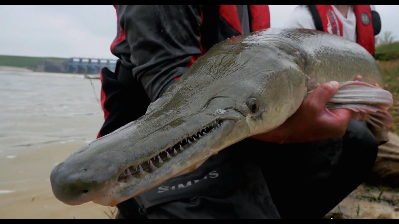 Web Extra! - Trinity River, Texas Alligator Gar