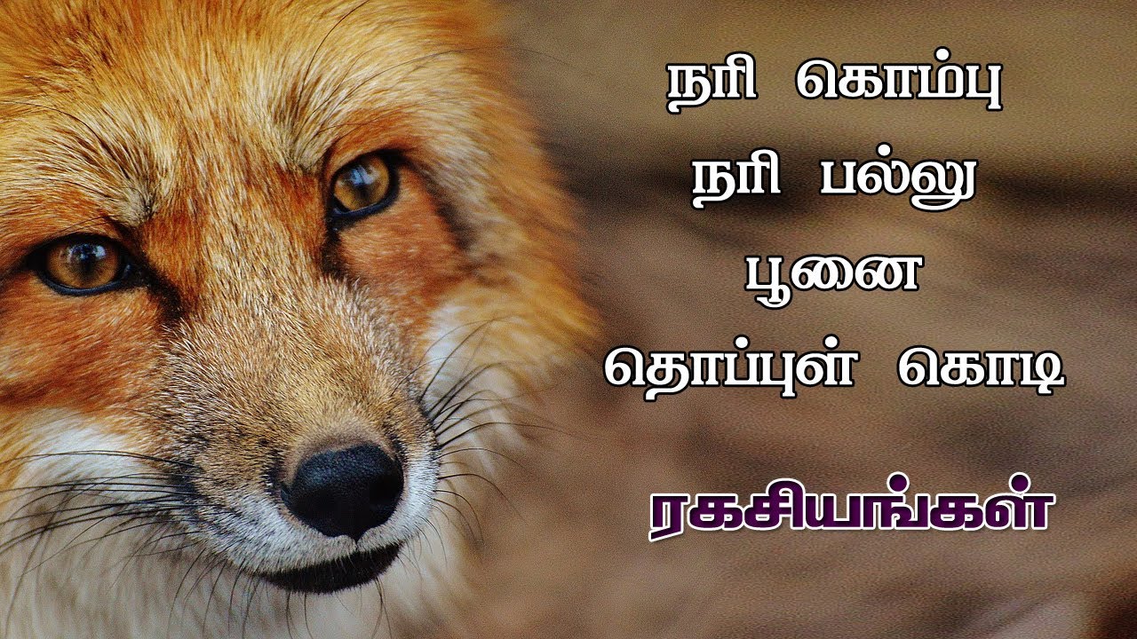 நரி கொம்பு ரகசியங்கள் | நரி பல்லு | Nari kompu