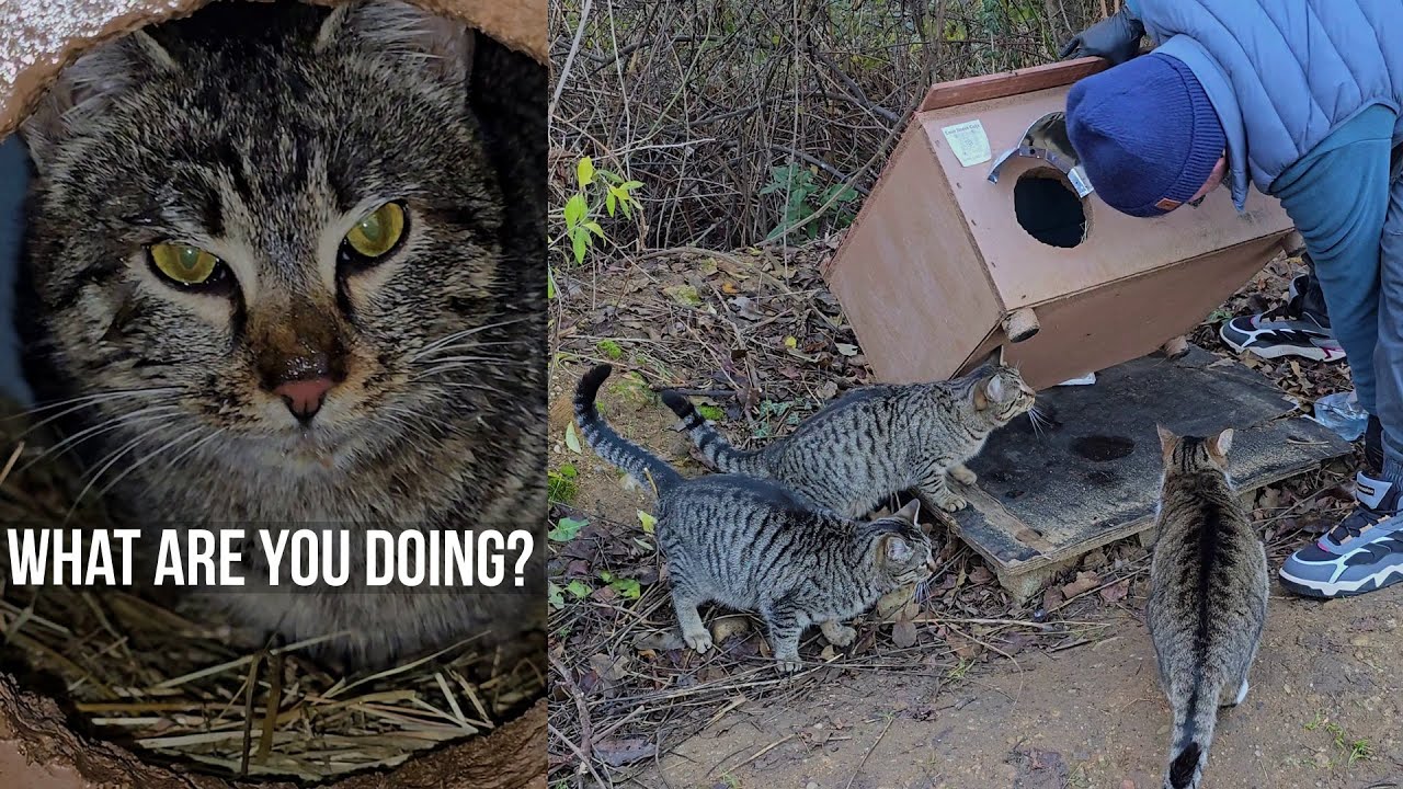 Лесные котята не могут поверить своим глазам 😺 Мужчина перевернул их дом — что он там делает?