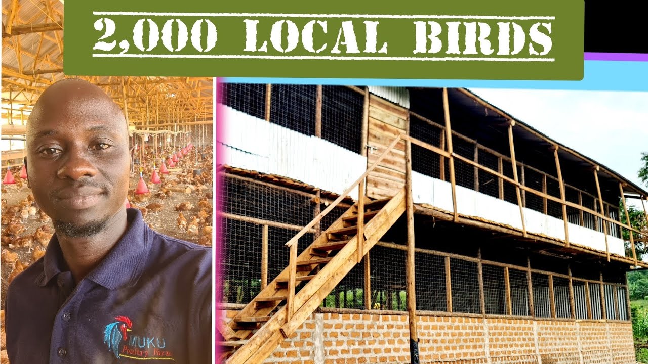 2,000 capacity local chicken structure/coop construction process