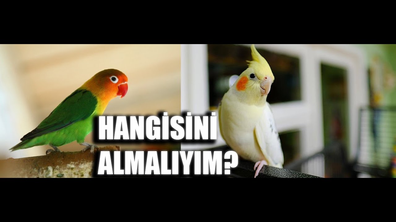 Sultan Papağanı mı Cennet Papağanı mı Almalıyım? ( Sultan ve Cennet Papağanı Farkaları )
