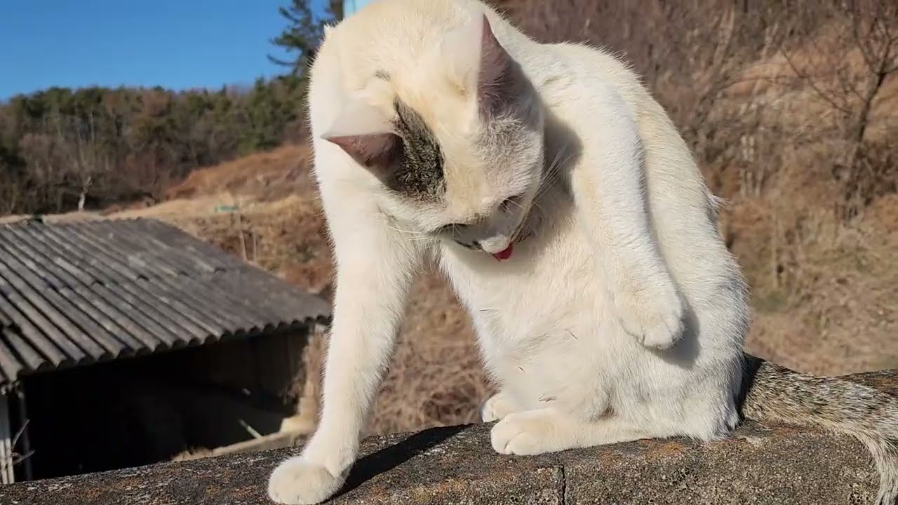 까망이가 없어졌다/아직 어린 새끼냥인데 ㅠ