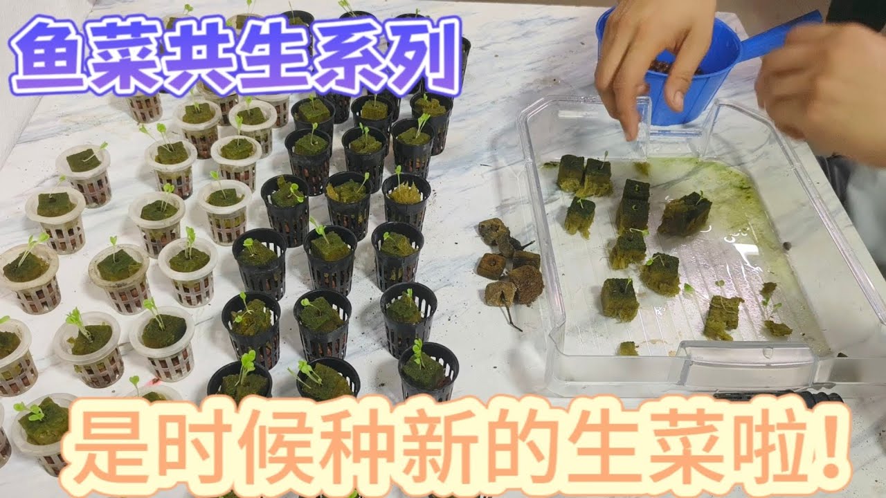 鱼菜共生系列-快农历新年了，是时候种生菜啦！