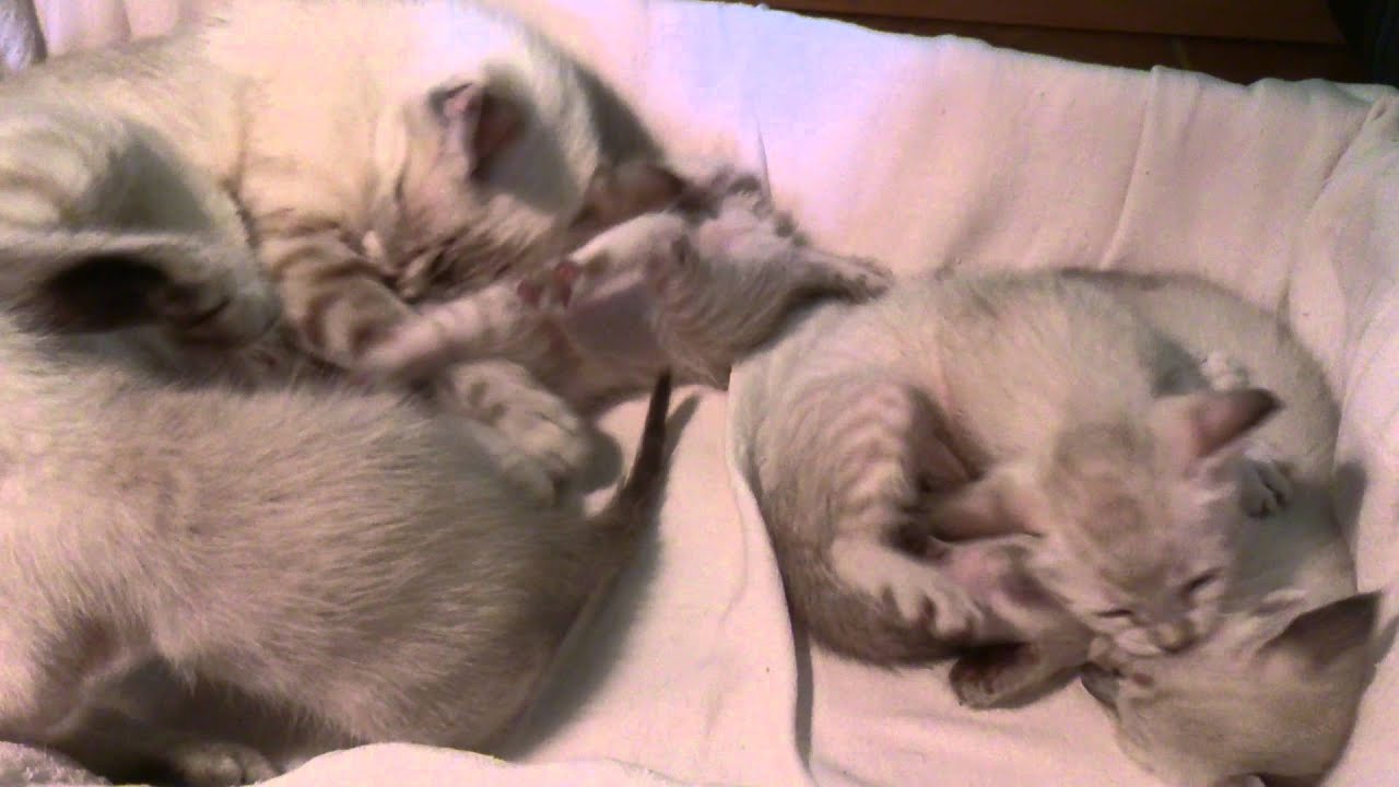 Gatitos siameses tabby point jugando con su mamá
