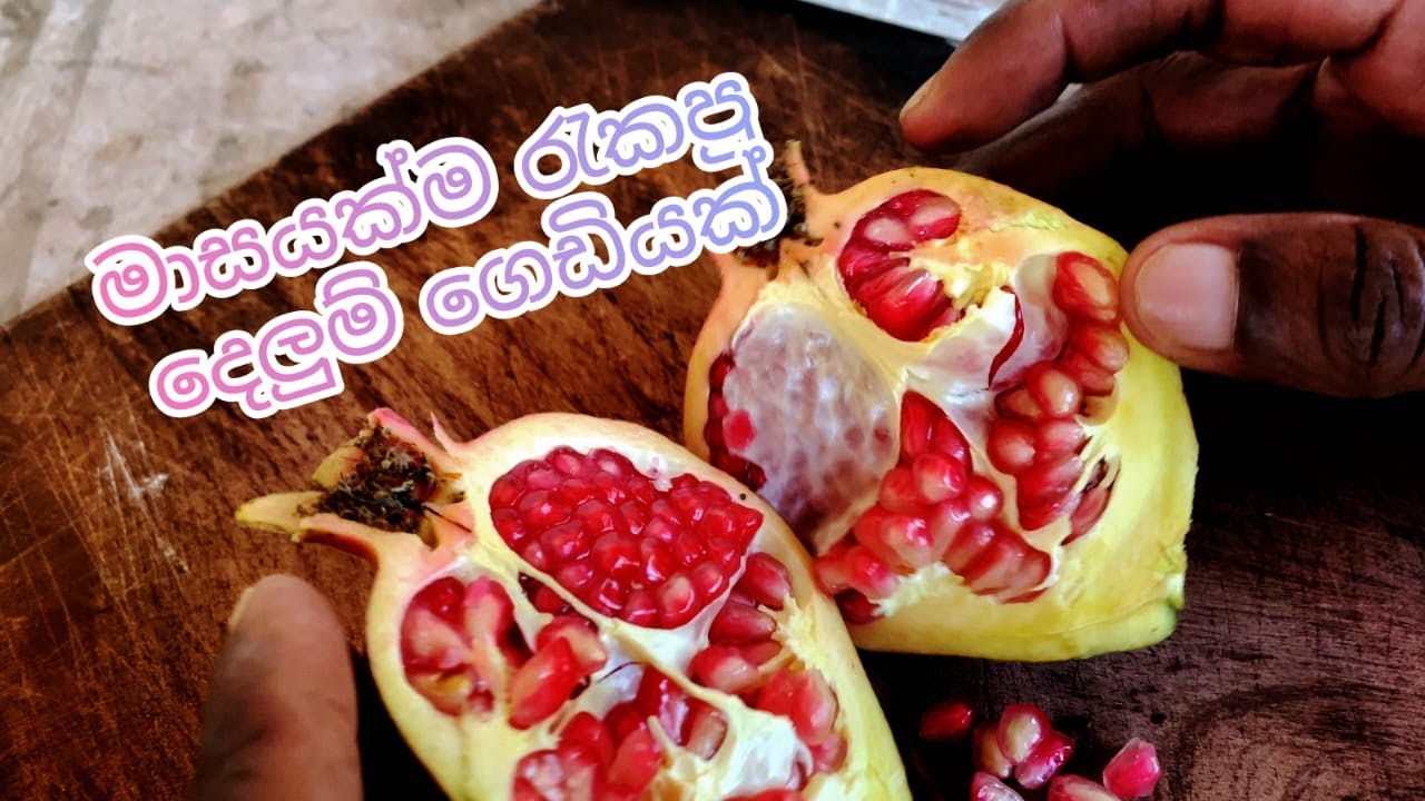 මාසයක්ම රැකපු දෙලුම් ගෙඩියක්