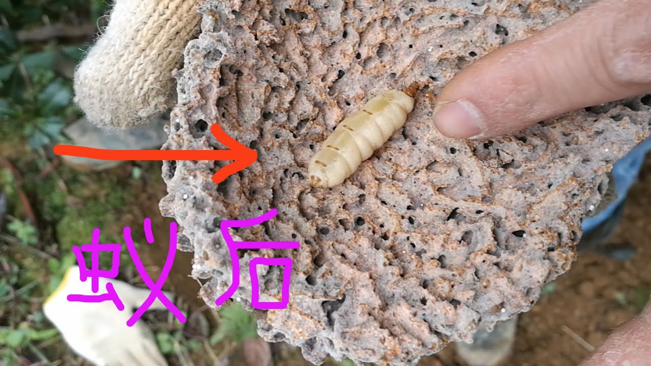 挖出一窩白蟻，原來白蟻蟻后長這樣，標準白富美The termite queen is White, rich and beautiful girl