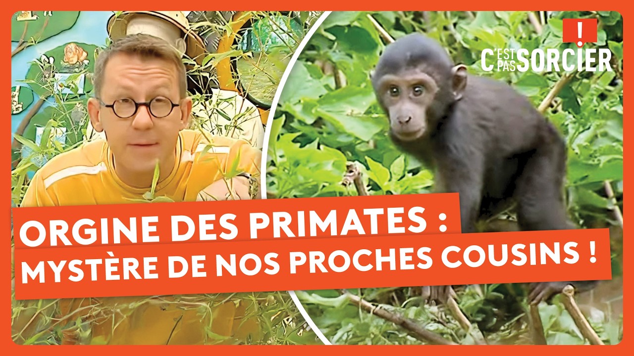 Orgine des Primates : Le Myst&egrave;re de Nos Proches Cousins ! - C'est pas sorcier